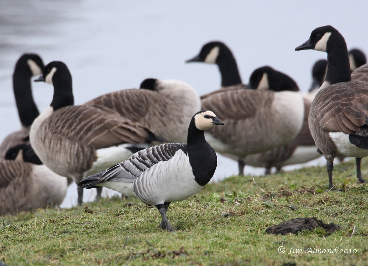 Barnacle Goose Polemere 8 12 08 IMG_7445